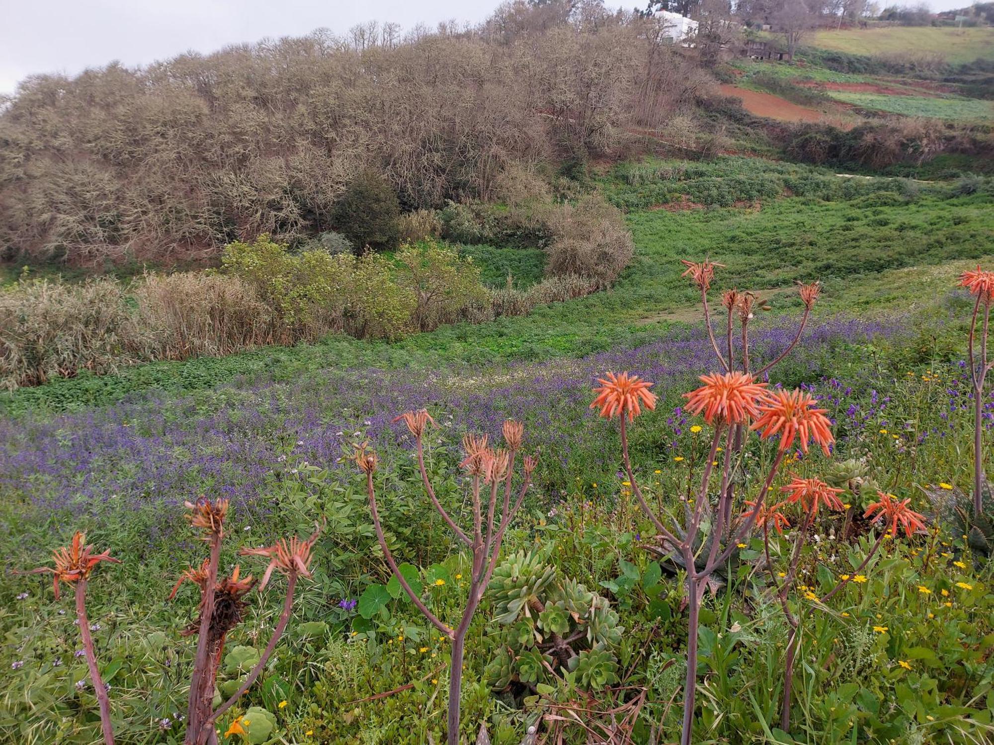 Moya  Finca Naturacanaria מראה חיצוני תמונה